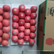 Pome Fruit Product Type and 8 Size (cm) fresh fuji apples